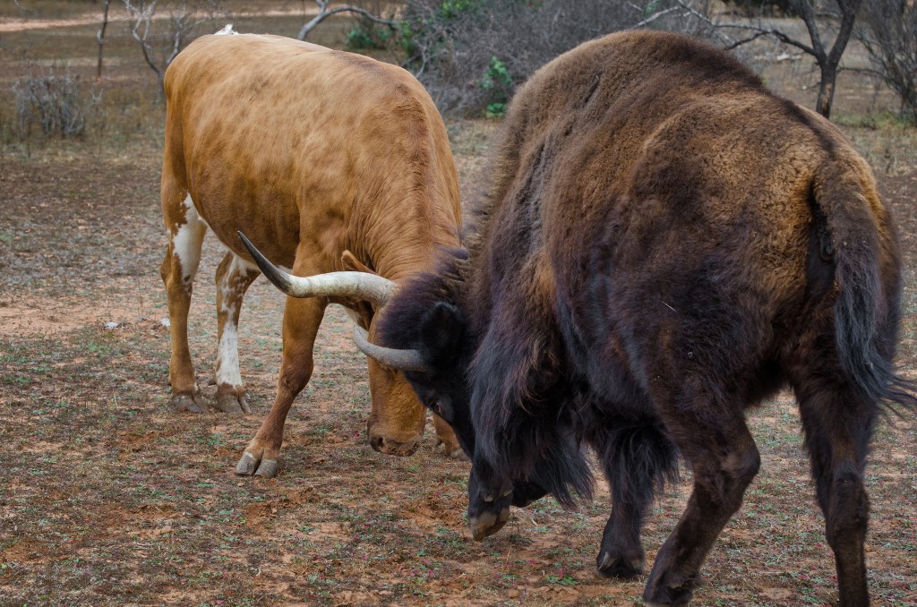 Bison and Longhorn sparring